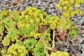 Painted Lady Butterfly Vanessa cardui 11