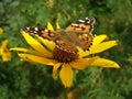 Painted Lady butterfly on yellow flower Royalty Free Stock Photo
