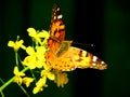 Painted lady butterfly on a yellow flower Royalty Free Stock Photo