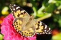 Painted lady butterfly on zinnia flower Royalty Free Stock Photo