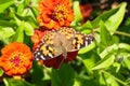 Painted lady butterfly on zinnia flower Royalty Free Stock Photo