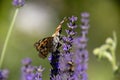 Painted lady, Cosmopolite Vanessa cardui on Lavender Lavandula Royalty Free Stock Photo