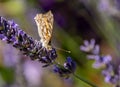 Painted lady, Cosmopolite Vanessa cardui on Lavender Lavandula Royalty Free Stock Photo