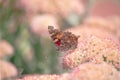 A Painted lady, Cosmopolite (Vanessa cardui) sucking up nectar from yellow flowers in the morning