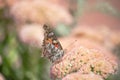 A Painted lady, Cosmopolite (Vanessa cardui) sucking up nectar from yellow flowers in the morning