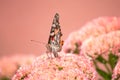 A Painted lady, Cosmopolite (Vanessa cardui) sucking up nectar from yellow flowers in the morning