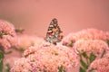 A Painted lady, Cosmopolite (Vanessa cardui) sucking up nectar from yellow flowers in the morning