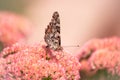 A Painted lady, Cosmopolite (Vanessa cardui) sucking up nectar from yellow flowers in the morning