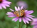 Painted lady, Cynthia cardui Royalty Free Stock Photo