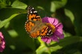 Painted Lady Dorsal View