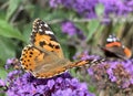 Two butterflies on purple flowers Royalty Free Stock Photo