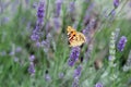 Painted lady on lavender flower, closeup. Royalty Free Stock Photo