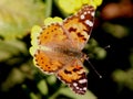 Painted Lady Orange and Black Butterfly Royalty Free Stock Photo