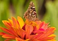 Painted lady , Vanessa cardui