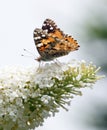 Painted lady Vanessa cardui butterfly on buddleia Royalty Free Stock Photo
