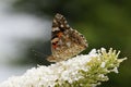 Painted lady Vanessa cardui butterfly on buddleia Royalty Free Stock Photo