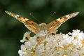 Painted lady Vanessa cardui butterfly on buddleia Royalty Free Stock Photo
