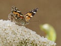 Painted lady Vanessa cardui butterfly feeding on buddleia Royalty Free Stock Photo