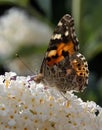 Painted lady Vanessa cardui butterfly feeding on buddleia Royalty Free Stock Photo