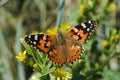 Painted lady or Vanessa cardui butterfly, a long-distance migrant insect and great diurnal pollinator Royalty Free Stock Photo