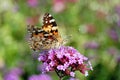 Painted lady Vanessa cardui butterfly Royalty Free Stock Photo