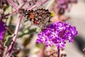 Painted lady Vanessa cardui butterfly  on a sand verbena Abronia Villosa wildflower, Anza Borrego Desert State Park, south Royalty Free Stock Photo