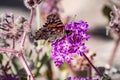 Painted lady Vanessa cardui butterfly  on a sand verbena Abronia Villosa wildflower, Anza Borrego Desert State Park, south Royalty Free Stock Photo