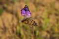 Painted Lady Vanessa cardui butterfly sipping nectar on a Blue Dichelostemma capitatum wildflower, California