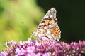 Painted Lady Vanessa cardui butterfly