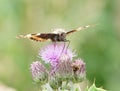 Painted lady Vanessa cardui butterfly on a thistle Royalty Free Stock Photo