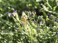 Painted lady, Vanessa cardui, drinking nectar Royalty Free Stock Photo