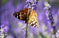 Painted lady or Venessa Cardui batterfly macro on purple lavender Royalty Free Stock Photo