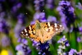 Painted lady or Venessa Cardui batterfly macro on purple lavender Royalty Free Stock Photo