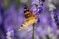 Painted lady or Venessa Cardui batterfly macro on purple lavender Royalty Free Stock Photo