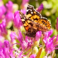 Painted Lady or West Coast Lady butterfly feeding on purple flower Royalty Free Stock Photo