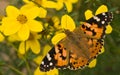 Painted lady on yellow flowers in summer