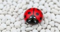 Painted Ladybug Rock Resting on a Bed of Smooth White Pebbles stone Royalty Free Stock Photo