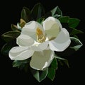 Painted large blossomed white magnolia flower on a black background