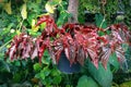 Painted leaf begonia plant growing on hanging pot Royalty Free Stock Photo