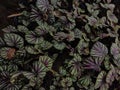 Painted-leaf begonia plants in the garden Royalty Free Stock Photo