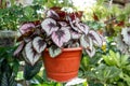 Painted-leaf begonia begonia rex prince pink charming in a pot Royalty Free Stock Photo