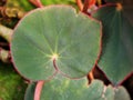 Painted Leaf red foliage King Begonia ,Painted Begonia ,Hybrid Rex Begonia annulata ,Curly Fireflush flower plant