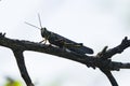 A Painted Locust Grasshopper on a branch