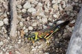 Painted locust sitting on some small pebbles.