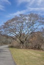 Painted Maple Acer Mono in early spring