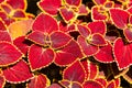 Painted Nettle - Coleus Royalty Free Stock Photo