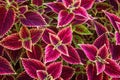 Painted Nettle Coleus background Royalty Free Stock Photo