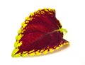 Painted nettle - coleus Royalty Free Stock Photo