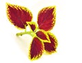 Painted nettle - coleus Royalty Free Stock Photo