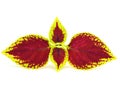 Painted nettle - coleus Royalty Free Stock Photo